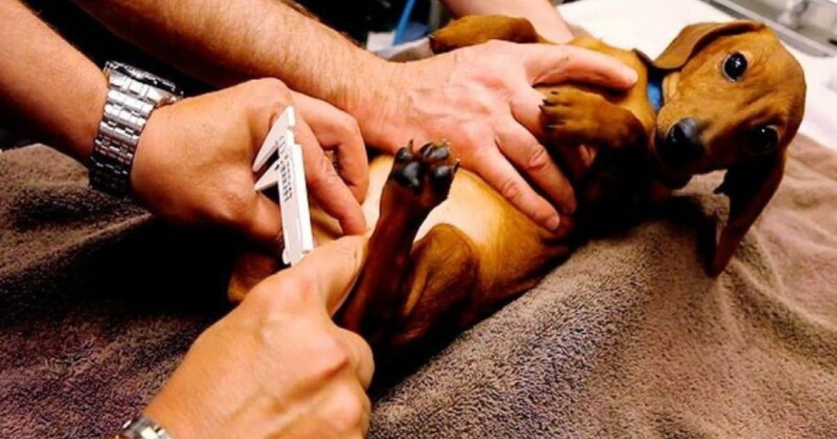 dog neutering