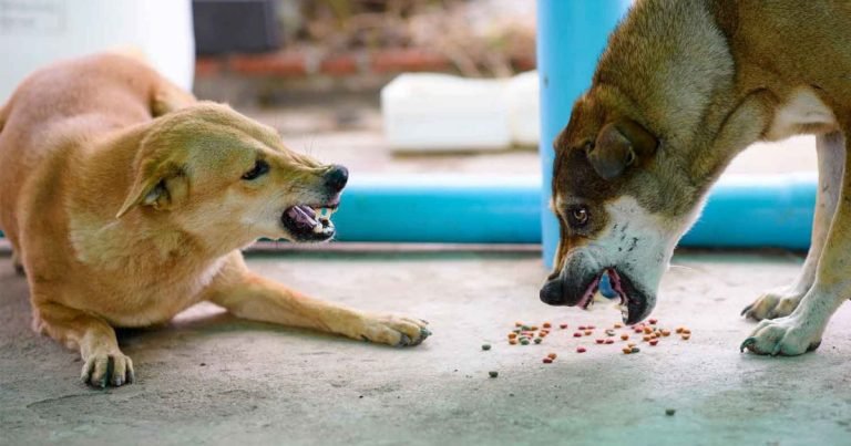 dog is aggressive towards other dogs