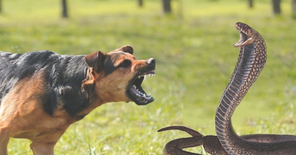snake avoidance training For dog