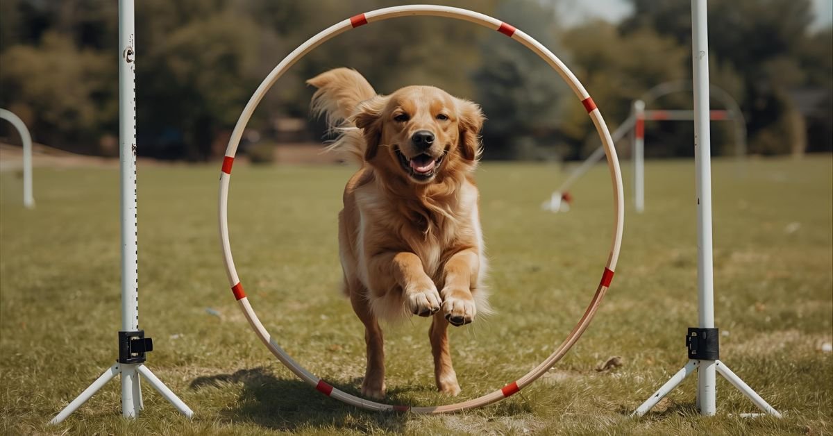 Dog Agility Training: 4 Reasons to Give it a Try