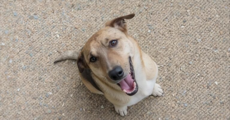 Do Dogs Feel Guilt or Shame?