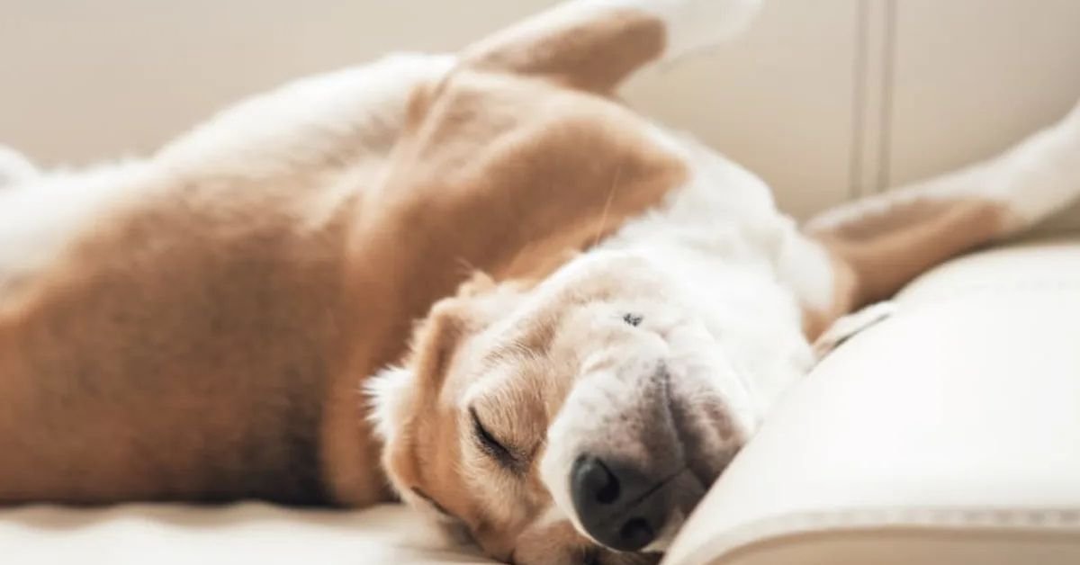 Odd Behaviors of Dogs: Running in His Sleep and More
Why does my dog act like he's running in his sleep?
How to tell if your dog feels guilty?
Is my dog running in his sleep or having a seizure?
Is it okay for dogs to run in their sleep?
How to tell dreaming from seizures in sleeping dogs
Why do small breeds twitch more during sleep
Steps to keep a dog safe while acting out dreams
Could medication or illness cause excessive sleep movements
Signs that warrant a vet visit for sleep behavior

